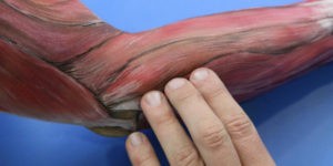 Anatomia palpacyjna Rzeszów