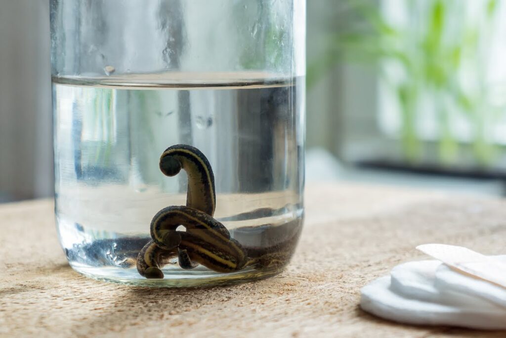 Leczenie pijawkami Rzeszów